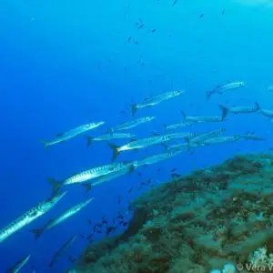 Dive on Double Arch Reef