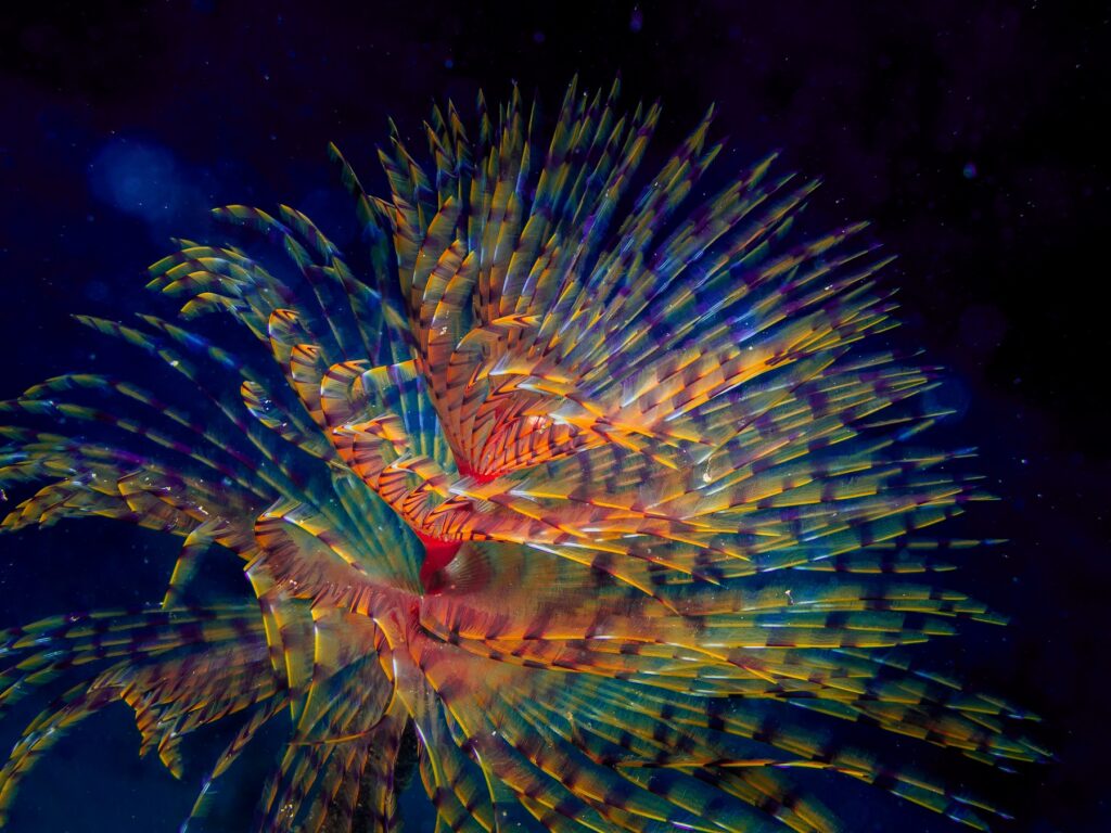 Photo of Vegetation in Coral Cave